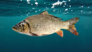 Per i giovani talenti, in arrivo gli Stage di Carp Fishing Under 22, col sogno della Nazionale